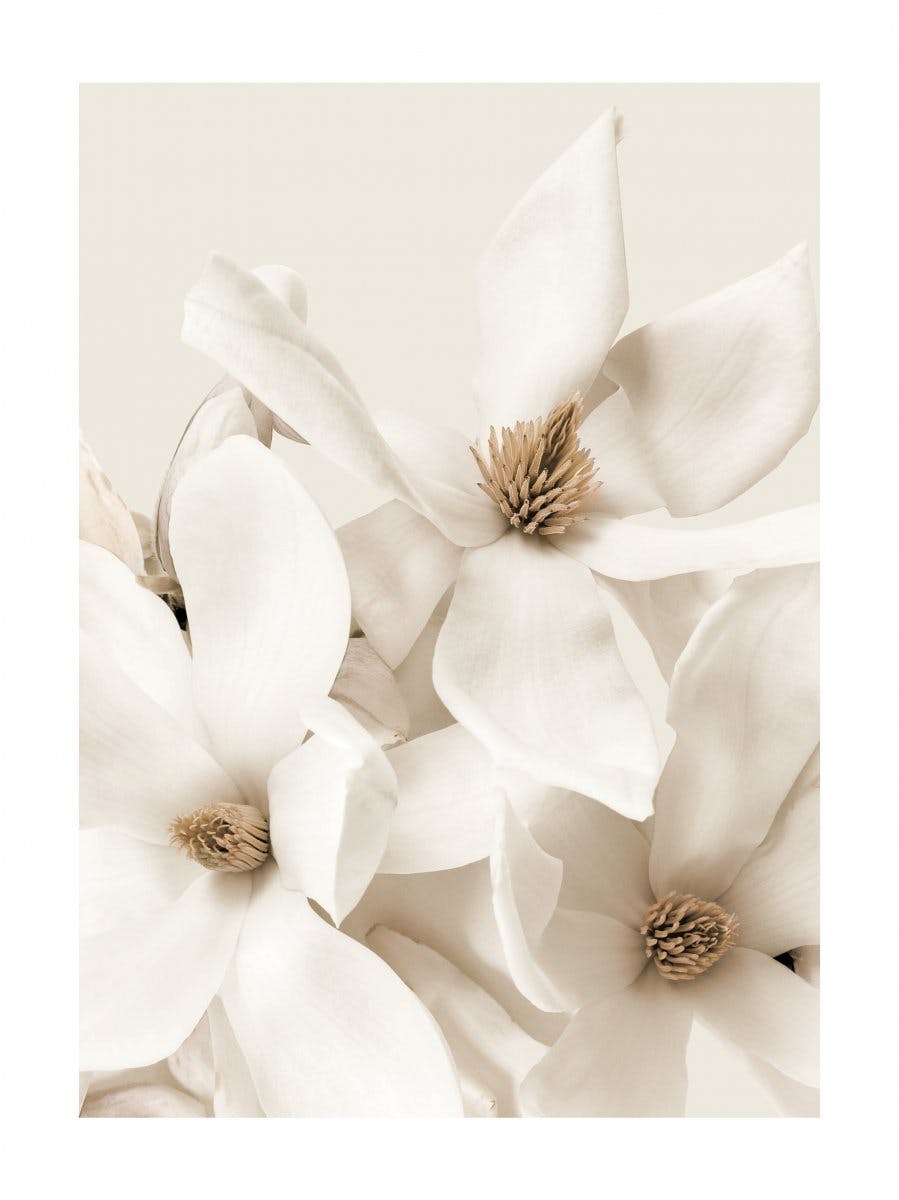Blommande Magnolia Poster 0