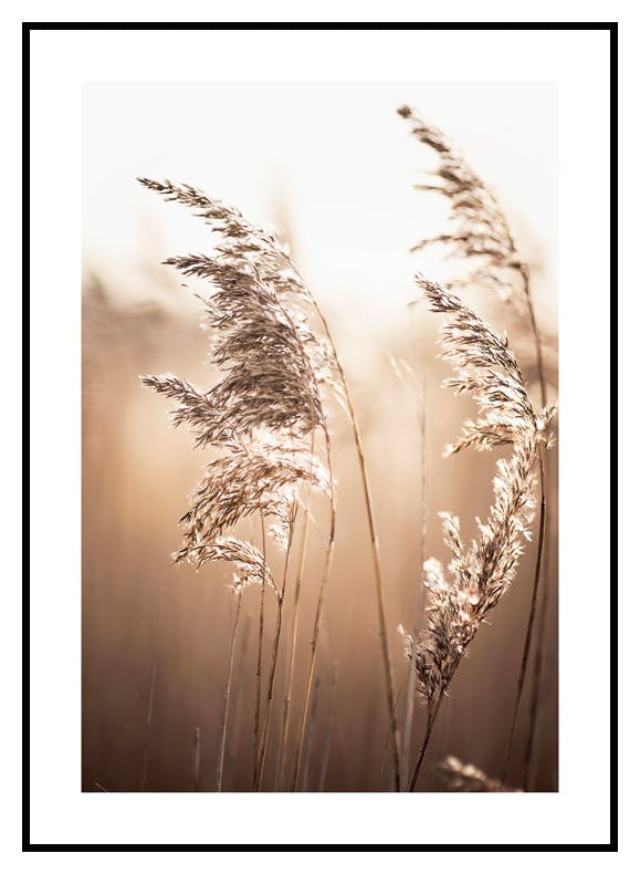 Plakat Złota Trzcina (30x40 cm) - Poster Store