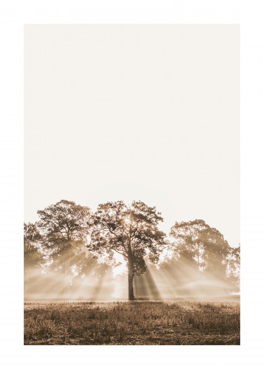 Sonnenlicht durch Baum Poster 0