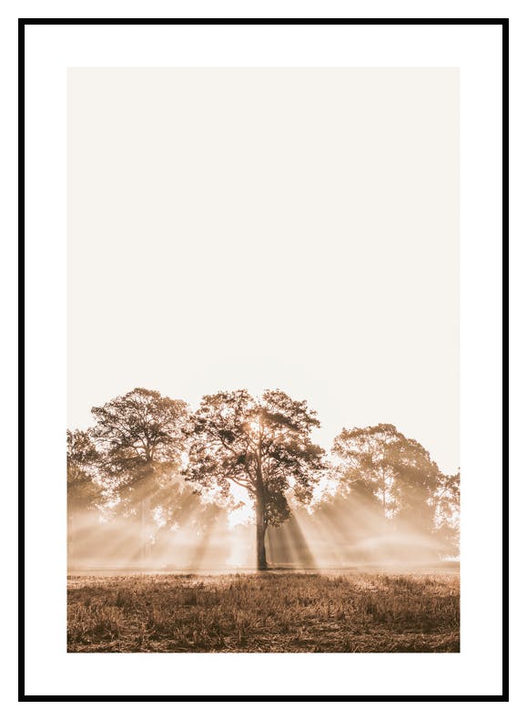 Plakat Promienie Słońca (50x70 cm) - Poster Store