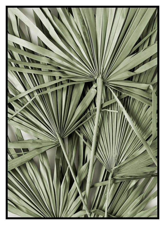Plakat Zielone Liście Palmy (50x70 cm) - Poster Store