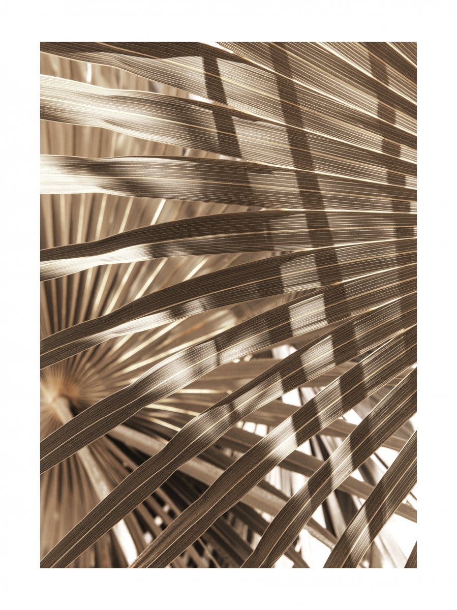 Bruine palmbladeren Poster 0