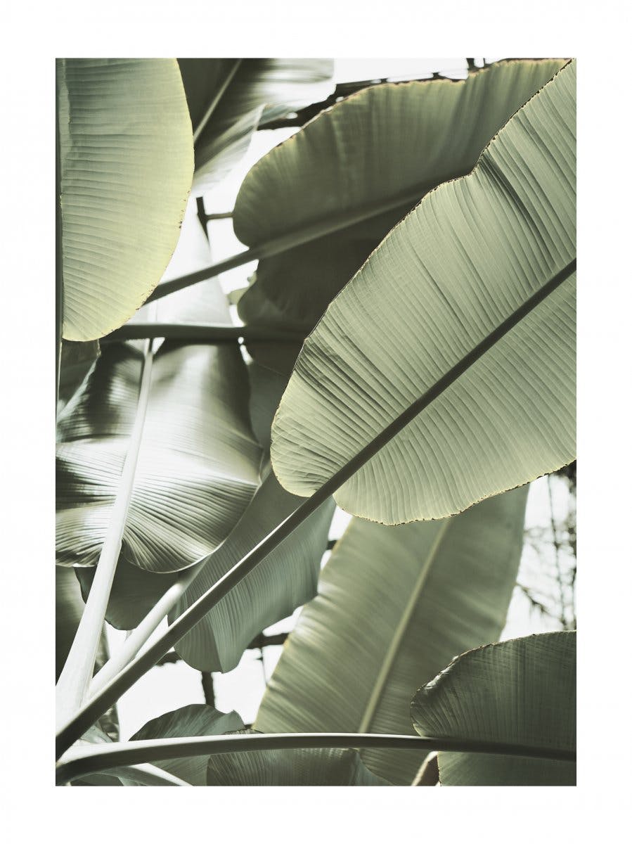 Bananträd i Närbild Poster 0