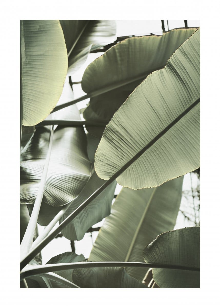 Banaanipuun Lehdet Läheltä Juliste 0