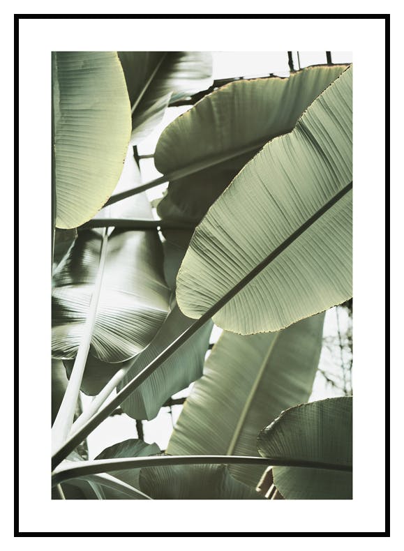 Banana Leaves Closeup Poster (50x70 cm) - Poster Store