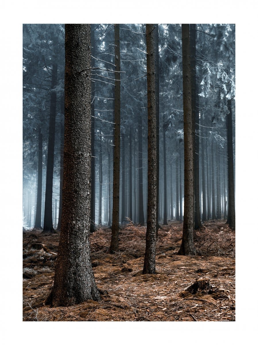 Kouzelný les Plakát 0