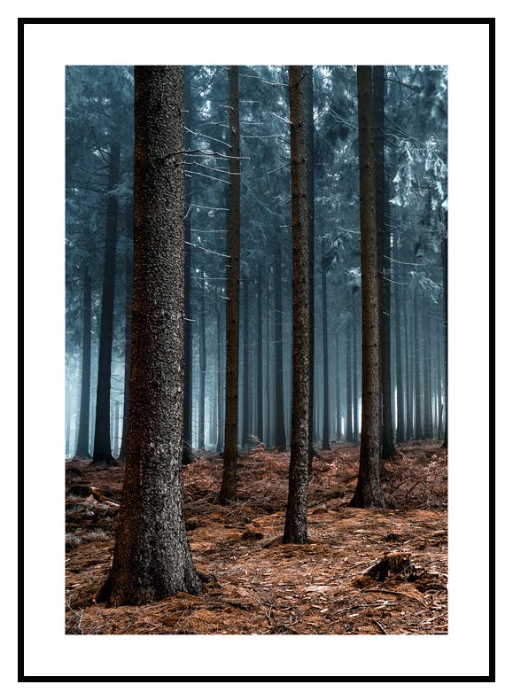 Mörk Skog Poster (50x70 cm) - Poster Store