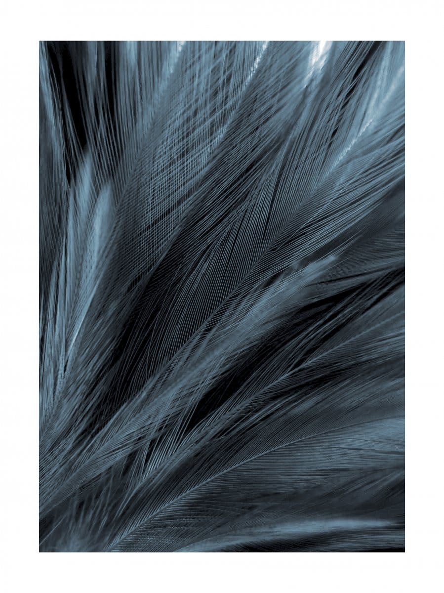Dark Blue Feathers Poster 0