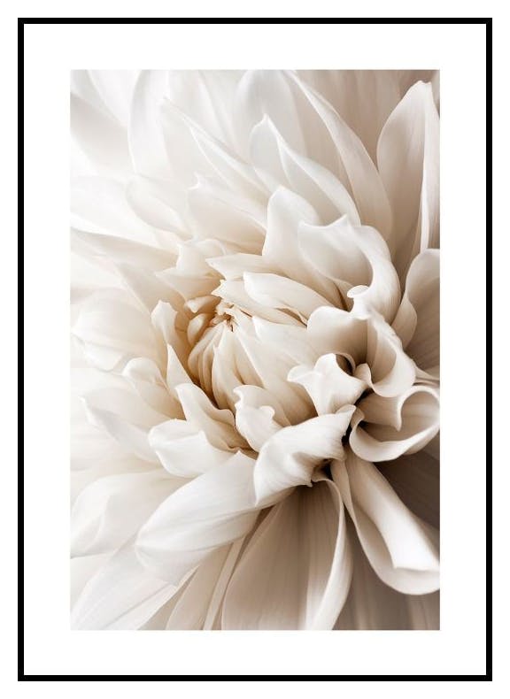 Prints White Dahlia Poster (21x30 cm) - Poster Store