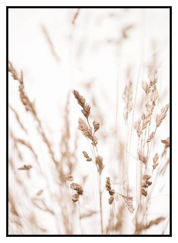 Herbe Beige Poster (50x70 cm) - Poster Store