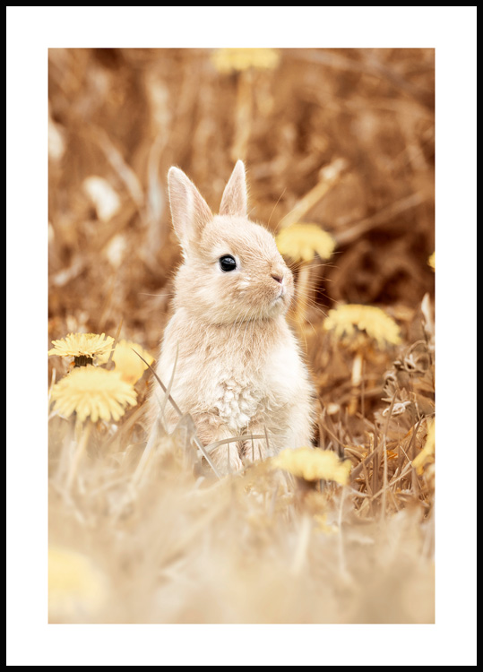 Ræv Omhyggelig læsning smal Nysgerrige Kanin Plakat - Søde dyrefotografier