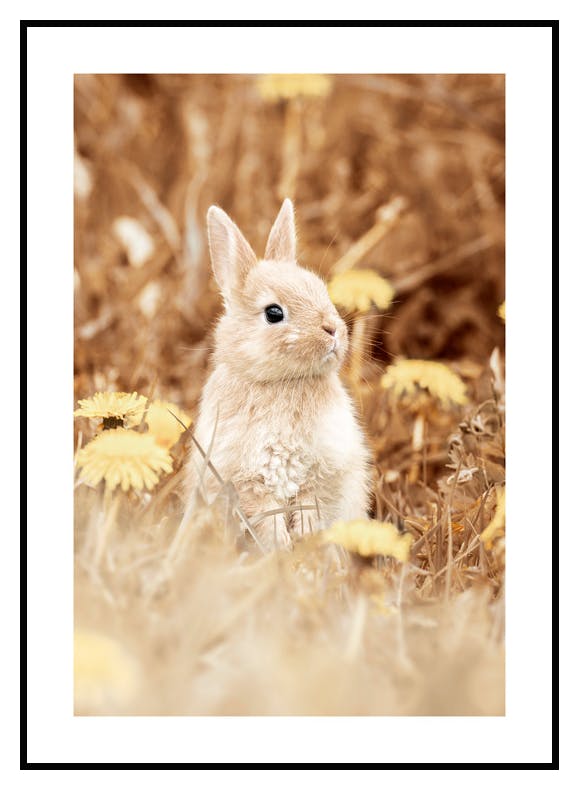 Utelias Kani Juliste (50x70 cm) - Poster Store