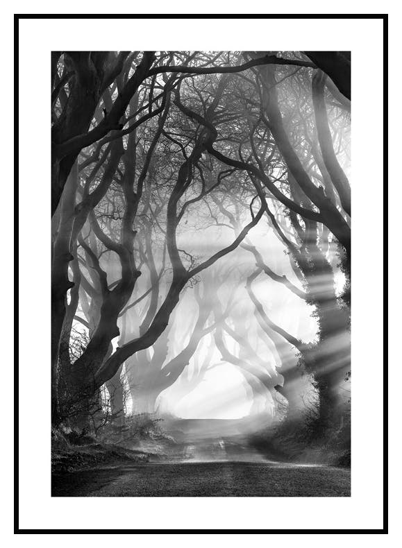 Dark Hedges Plakat (30x40 cm) - Poster Store