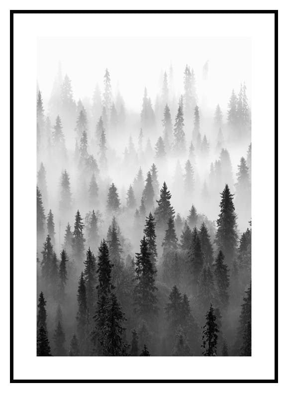 Dimma över Träden Poster (50x70 cm) - Poster Store