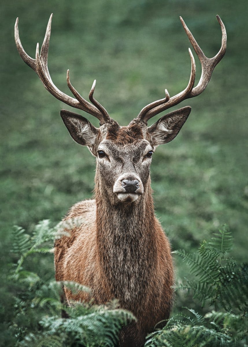 Majestic Stag Poster 0
