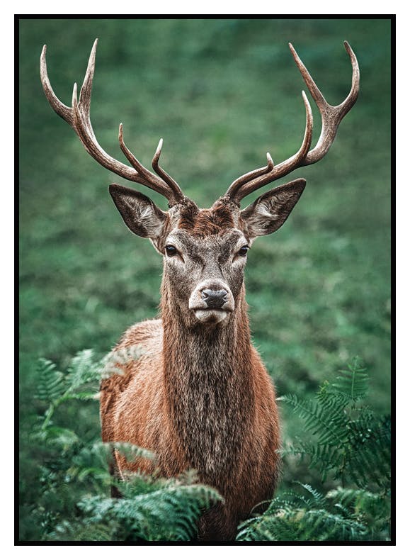 Majestætisk Hjort Plakat (50x70 cm) - Poster Store