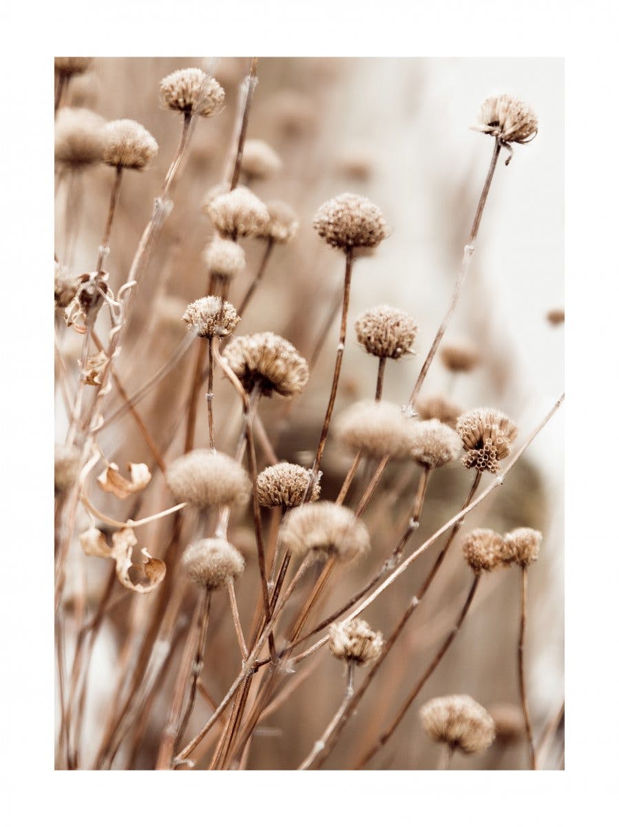 Delicate Dry Flowers Poster 0