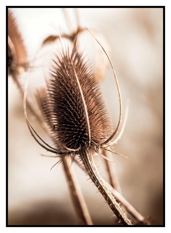 Plakat Oset (50x70 cm) - Poster Store