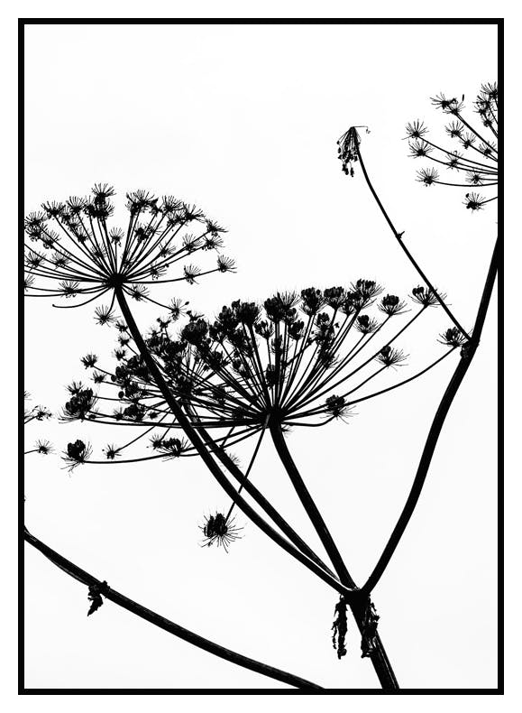 Kuivatut Kukat Siluetti Juliste (21x30 cm) - Poster Store