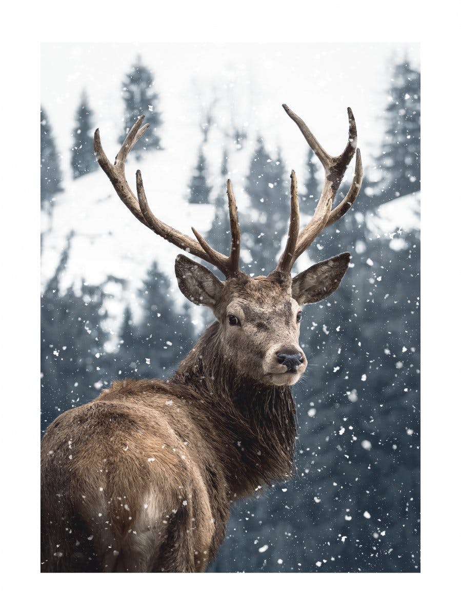 Red Deer in Snow Poster 0