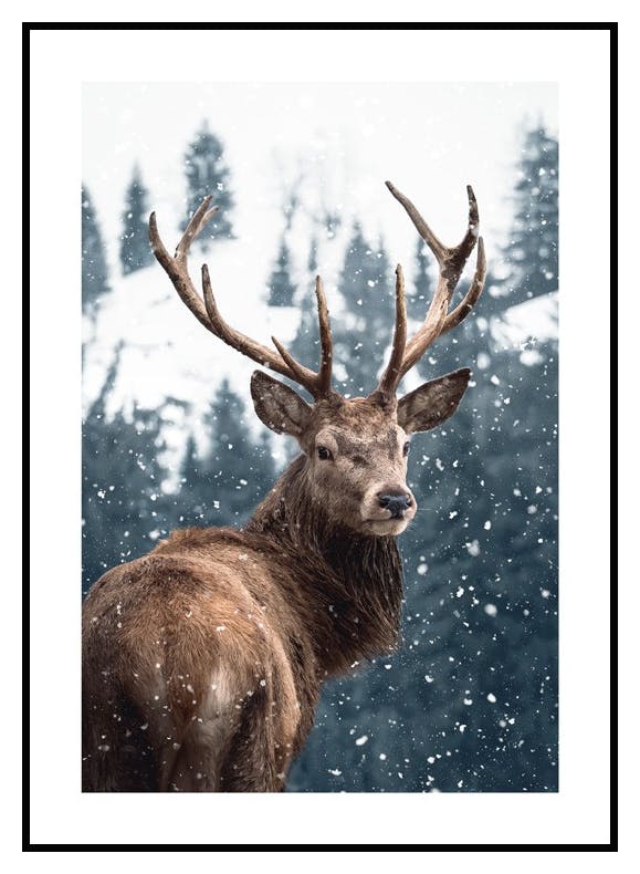 Cerf dans la Neige Poster (30x40 cm) - Poster Store