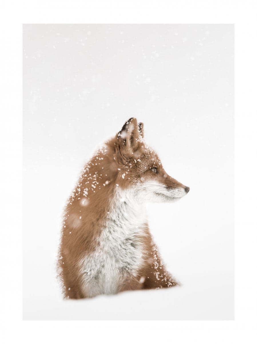 雪の中の狐ポスター 0