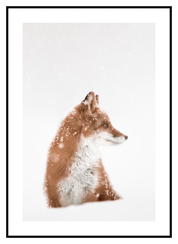 Fox in Snow Poster (30x40 cm) - Poster Store
