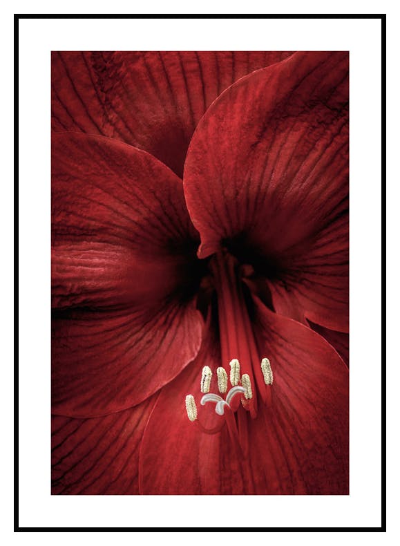Rød Amaryllis Poster (21x30 cm) - Poster Store