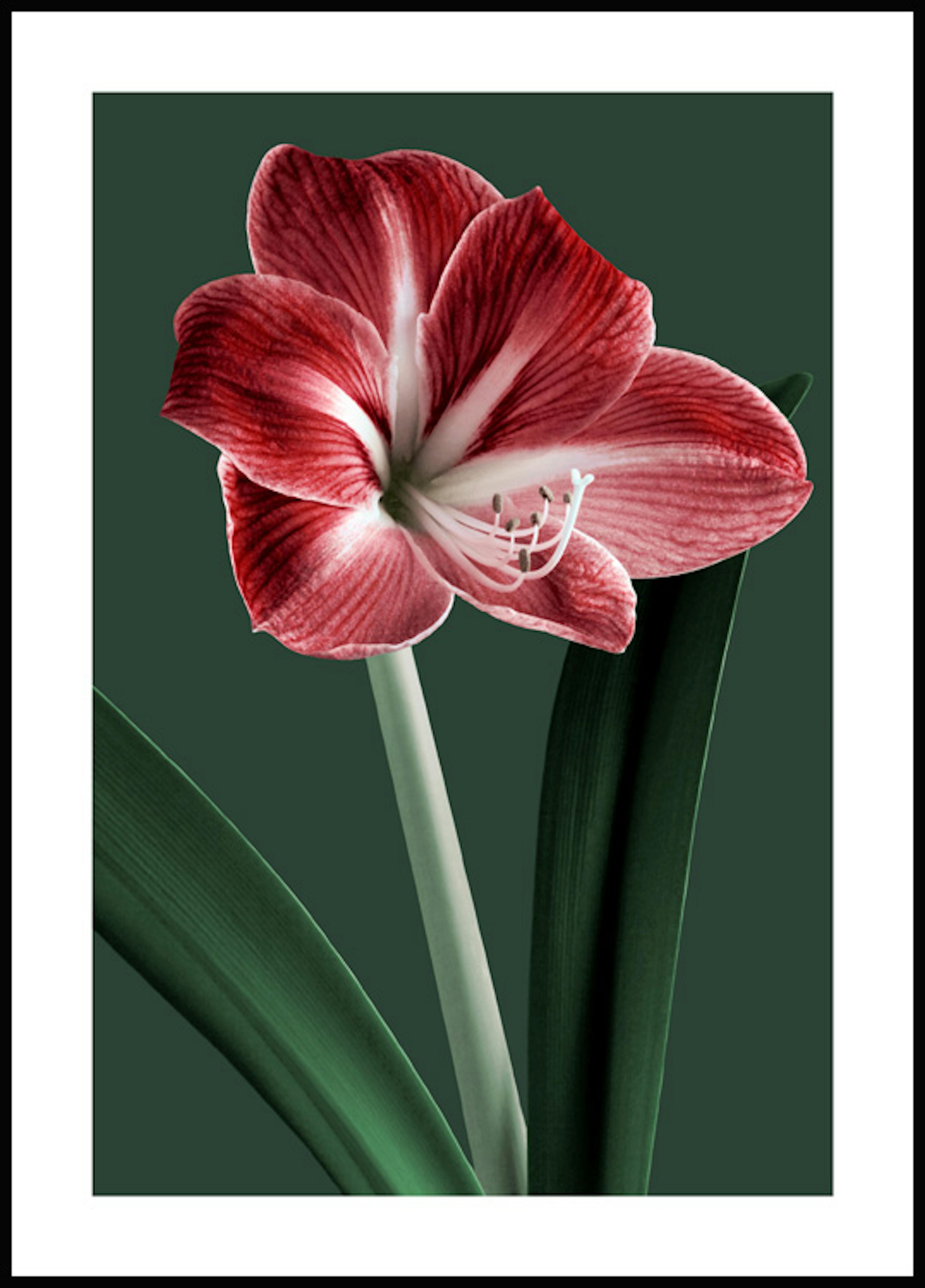 Blommande Amaryllis Poster 0