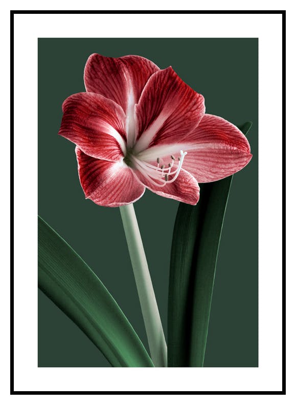 Blomstrende Amaryllis Poster (50x70 cm) - Poster Store