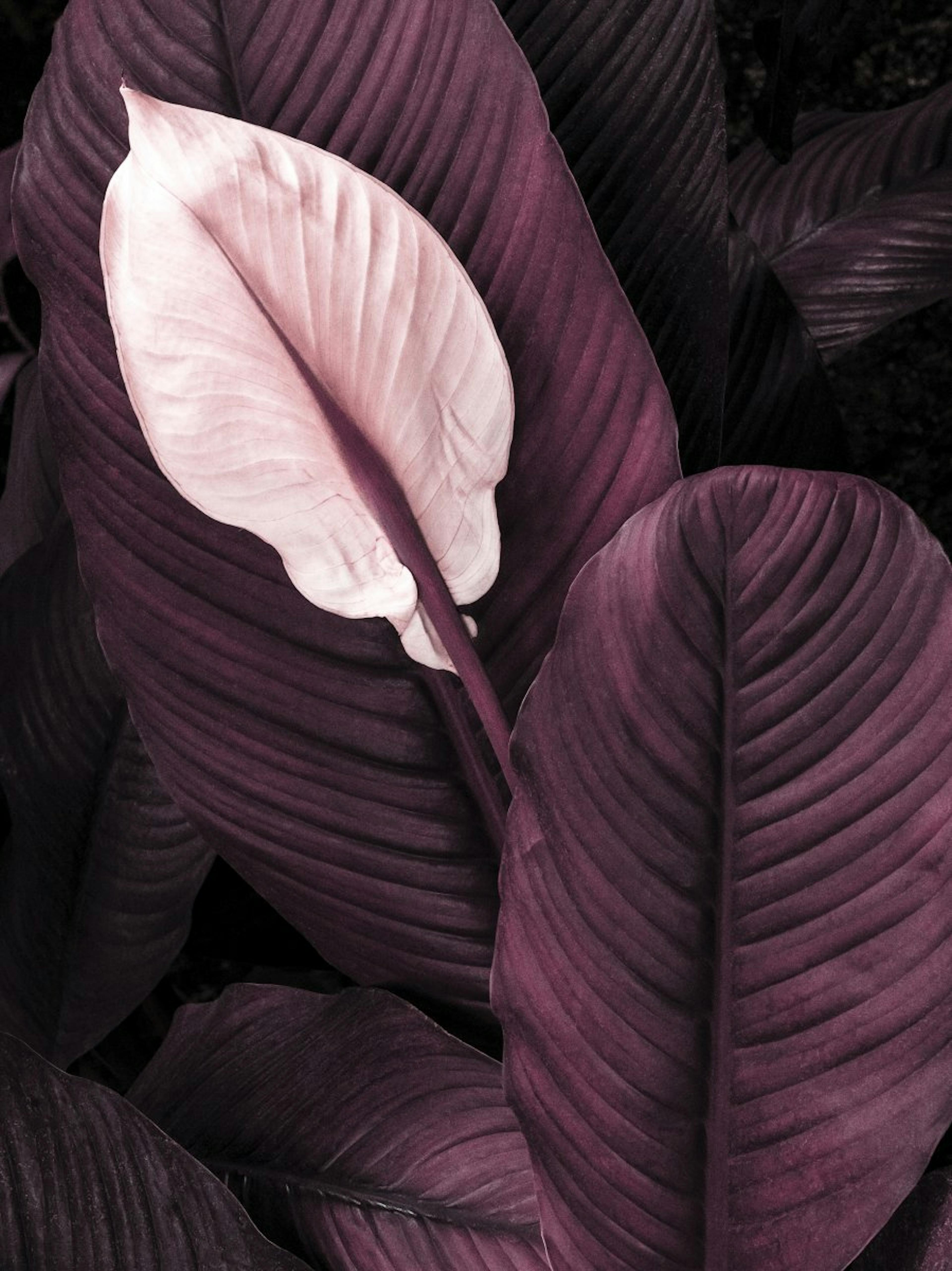 Violette Blätter Nr1 Poster 0