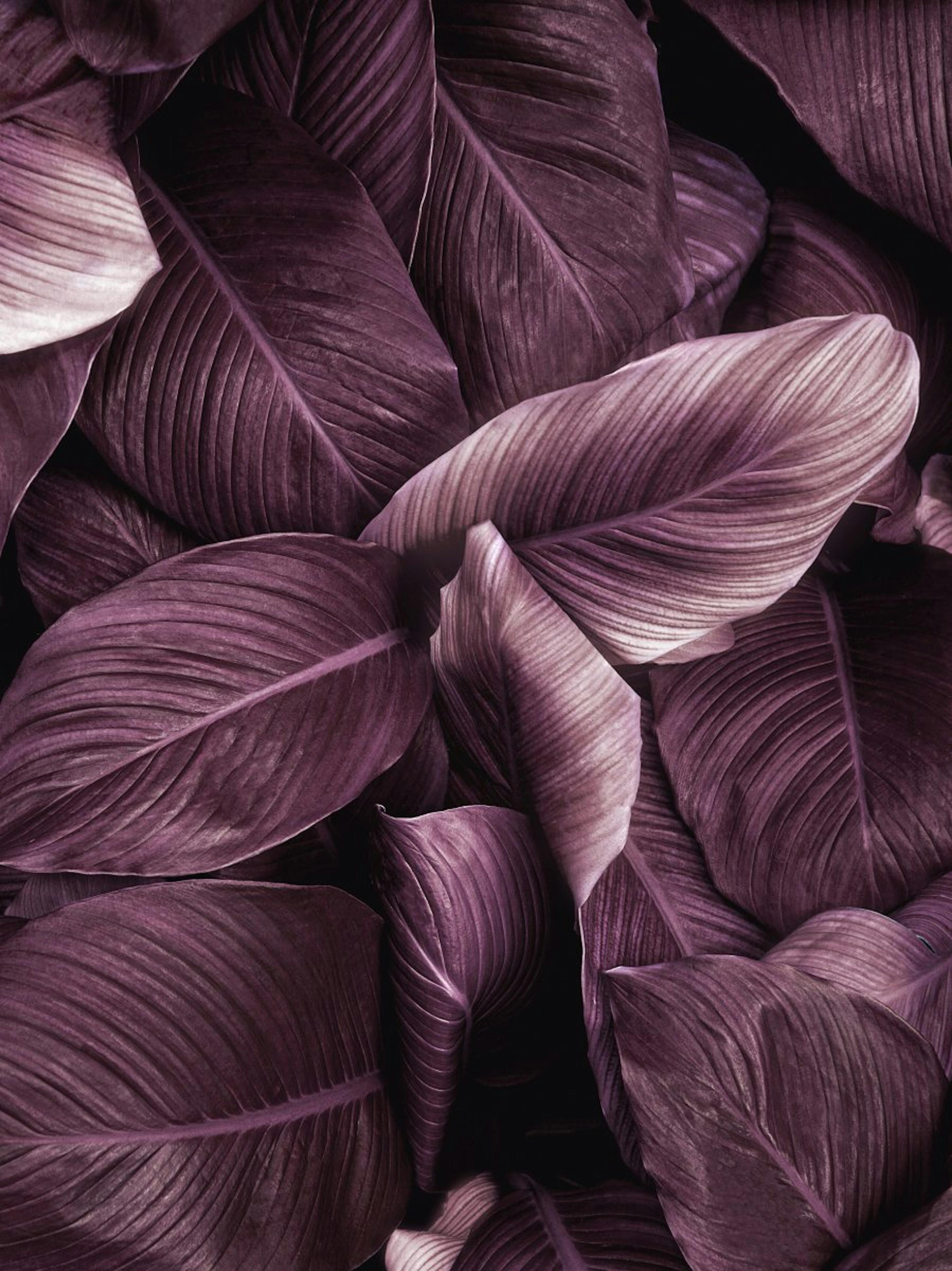 Violette Blätter Nr2 Poster 0