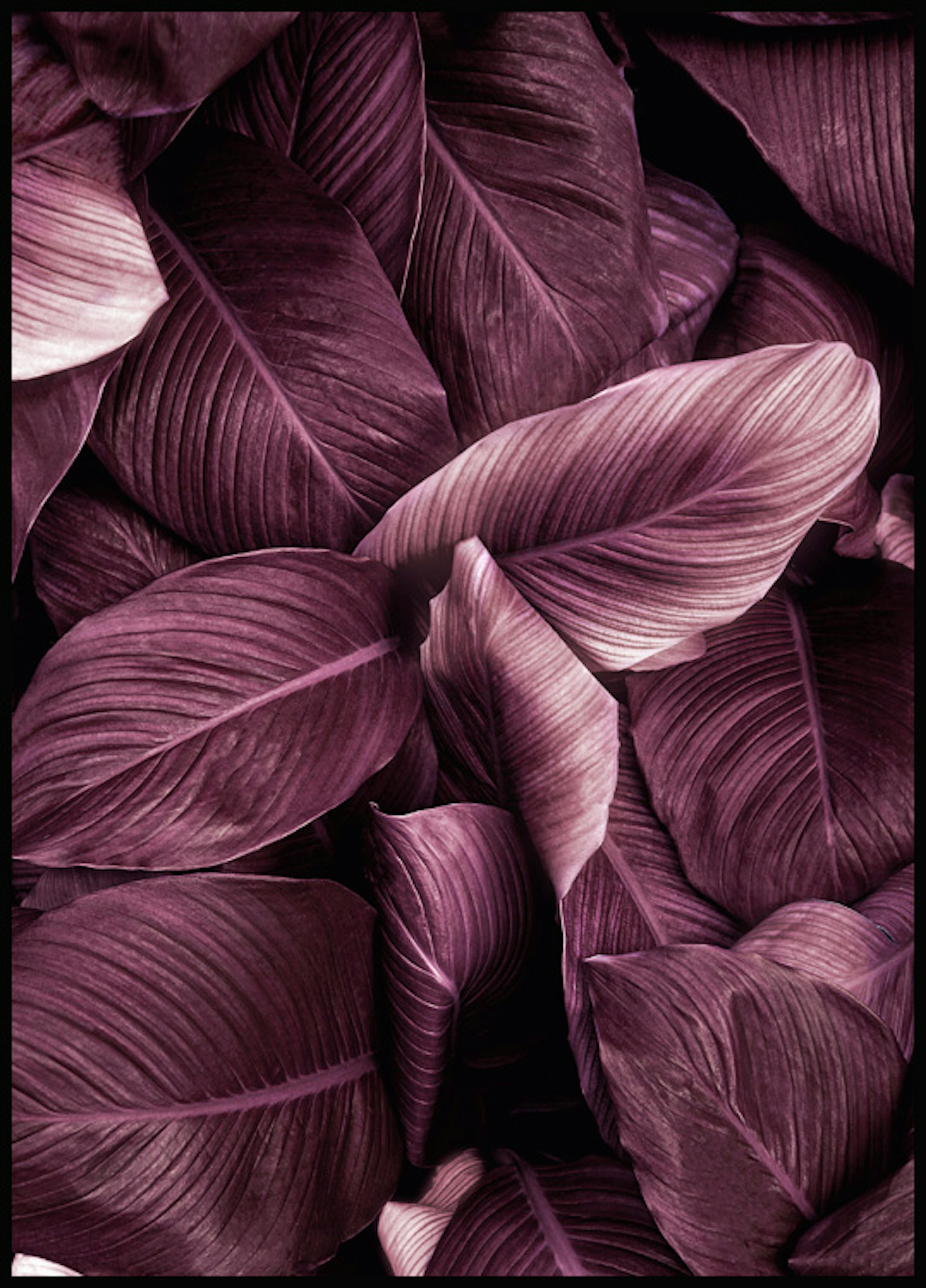 Violette Blätter Nr2 Poster 0