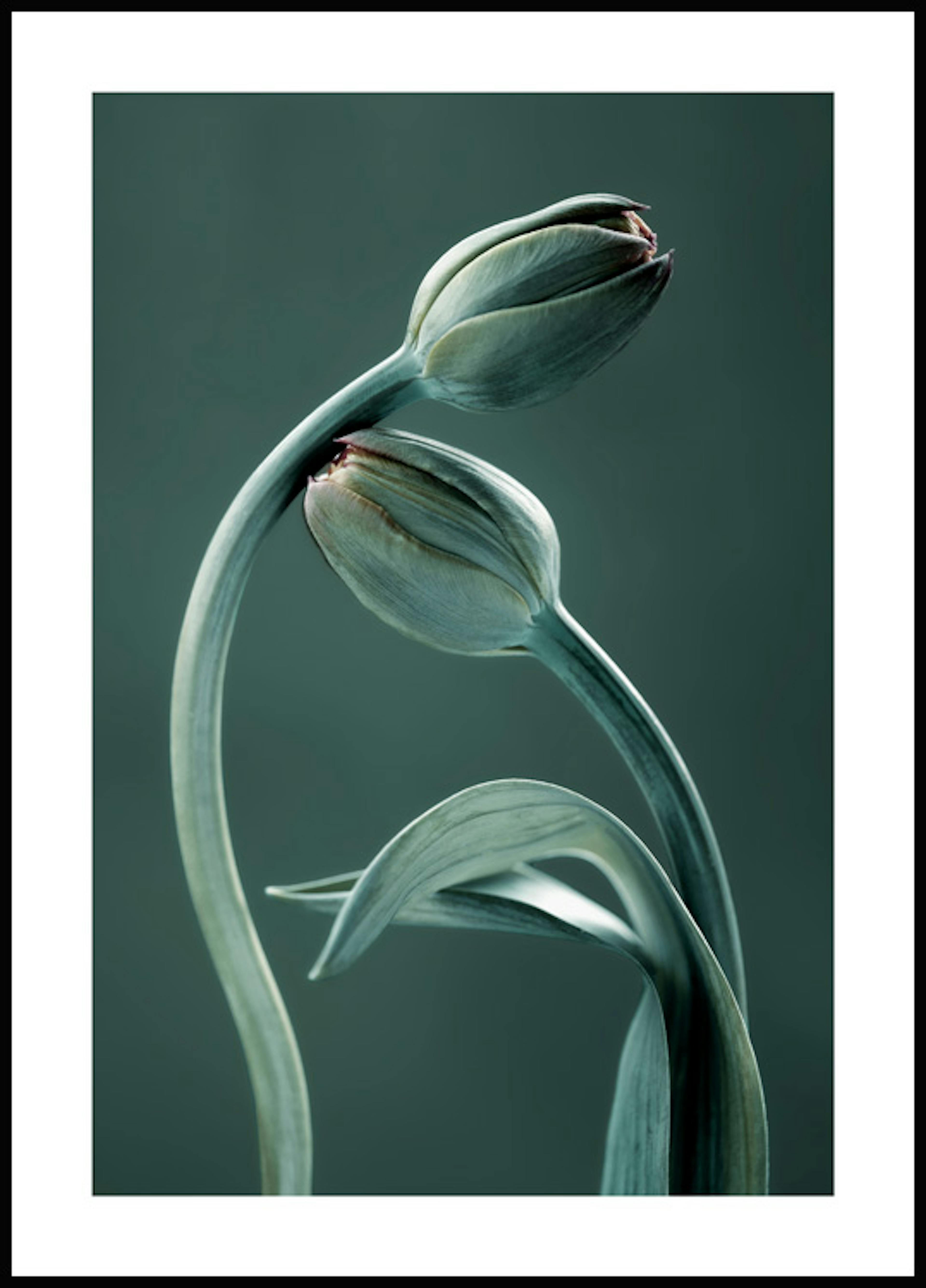 Tulip Buds Poster 0
