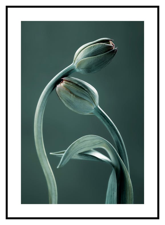 Tulip Buds Poster (30x40 cm) - Poster Store