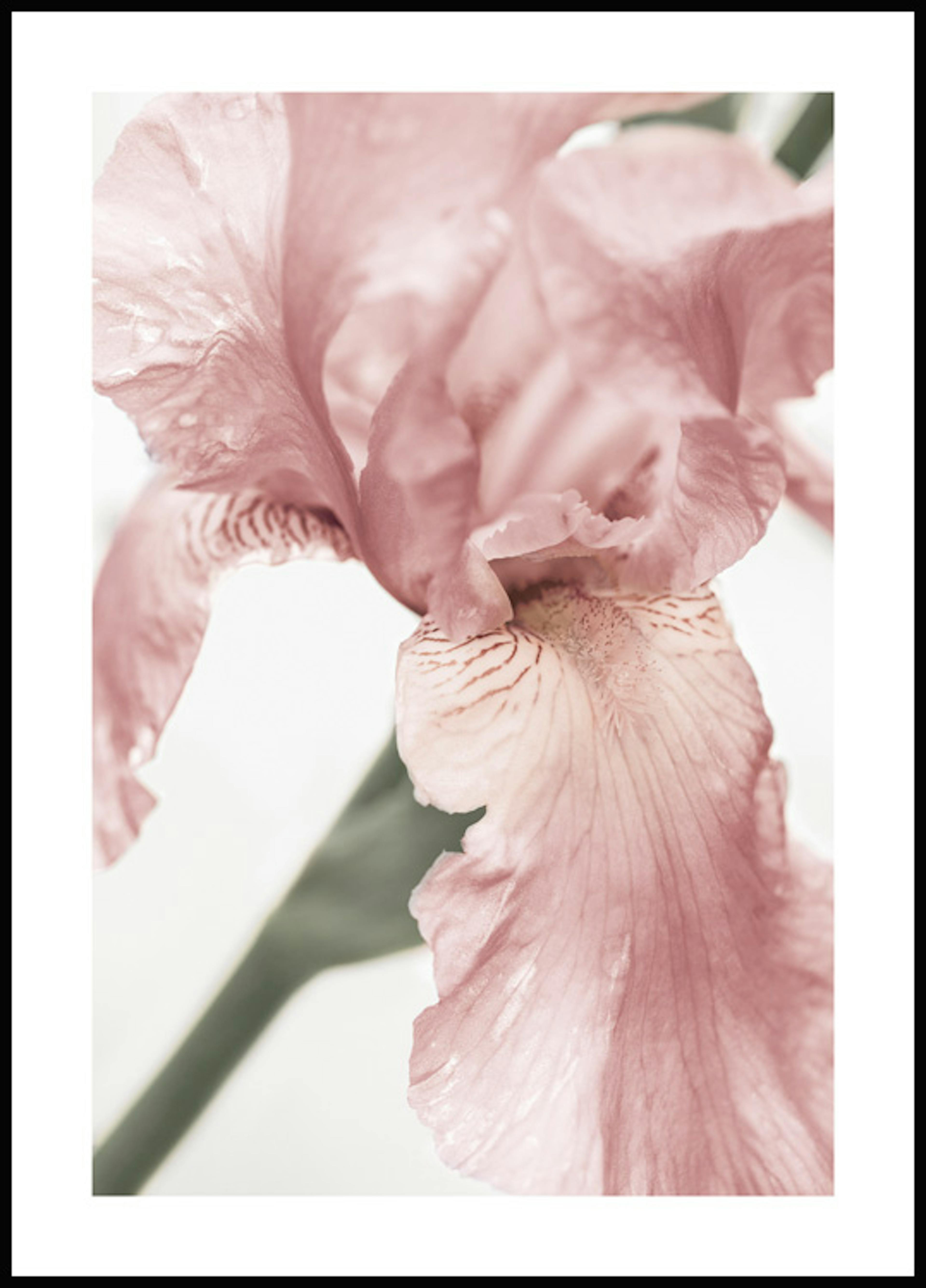 Pink Flower Detail Poster 0