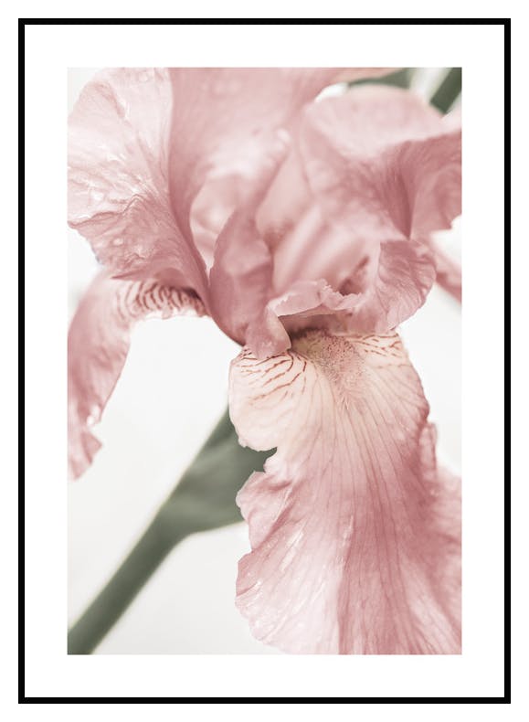 Rosa Blomstdetaljer Poster (50x70 cm) - Poster Store
