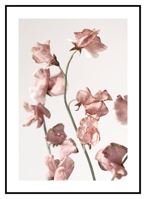 Tørrede Lyserøde Blomster Plakat (30x40 cm) - Poster Store