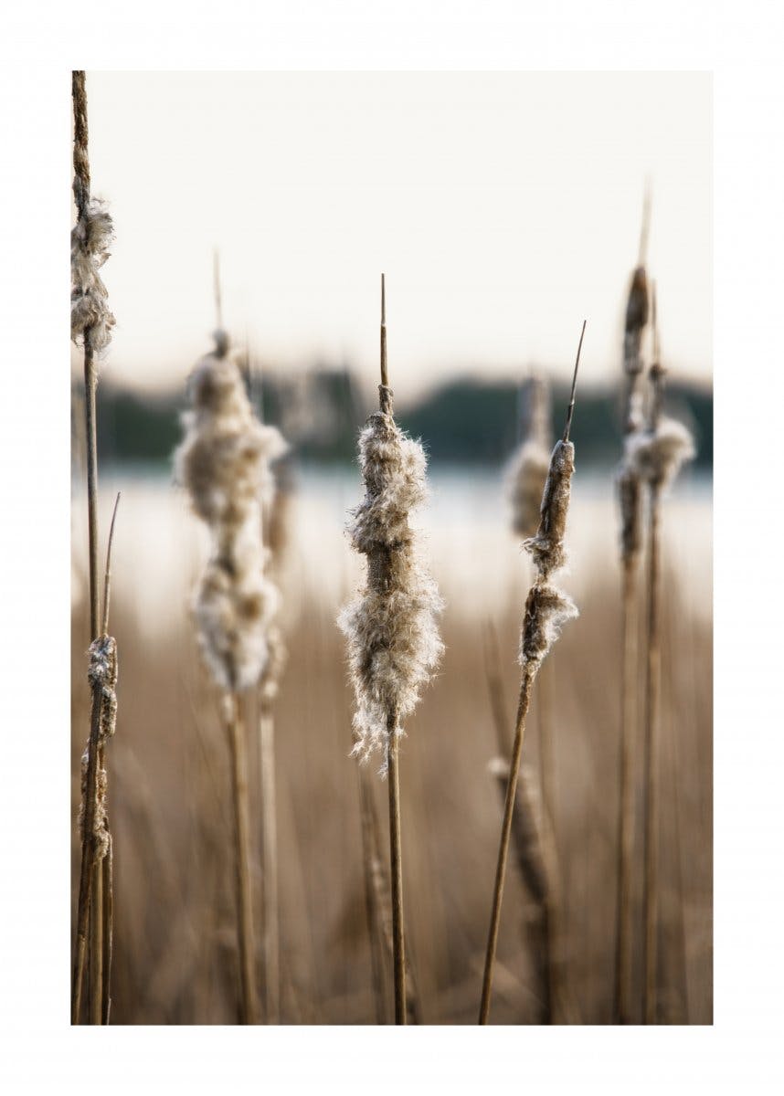 Dried Reedmace Poster 0