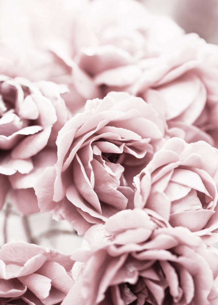 Blommande Rosa Rosor Poster 0