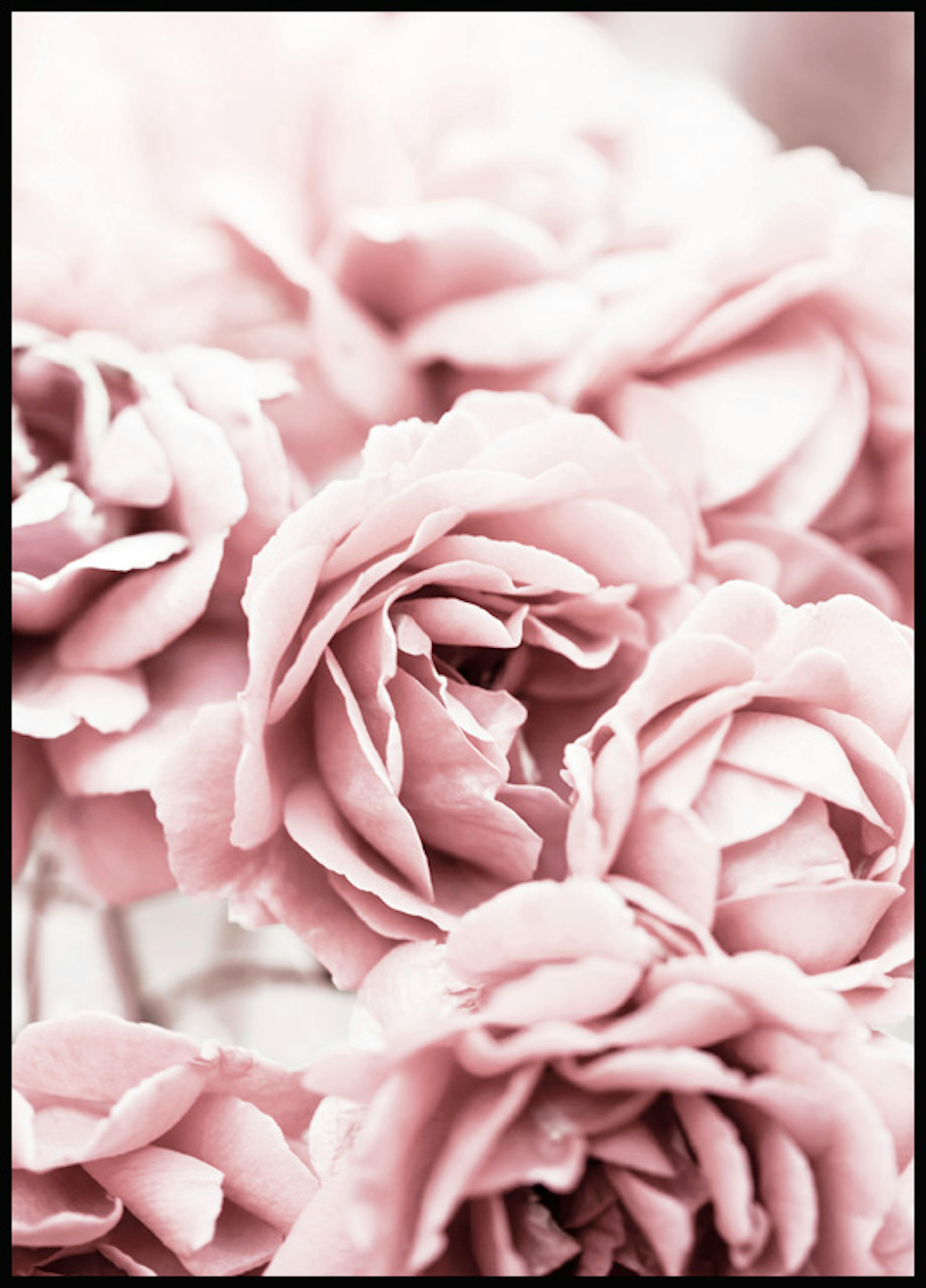 Blühende Rosa Rosen Poster 0