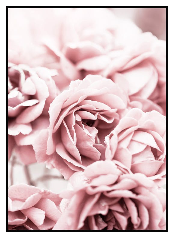 Blomstrende Rosa Roser Poster (21x30 cm) - Poster Store