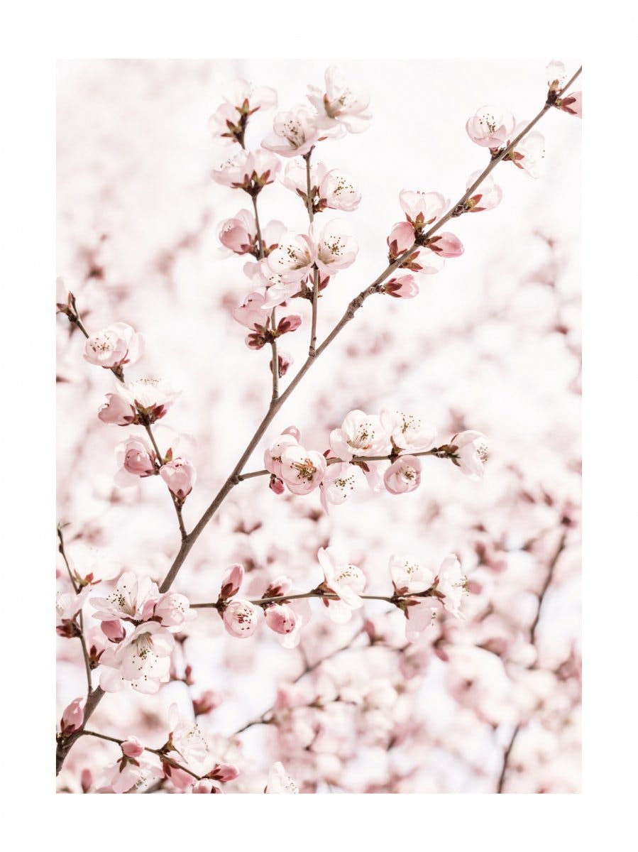 Peach Blossom Poster 0