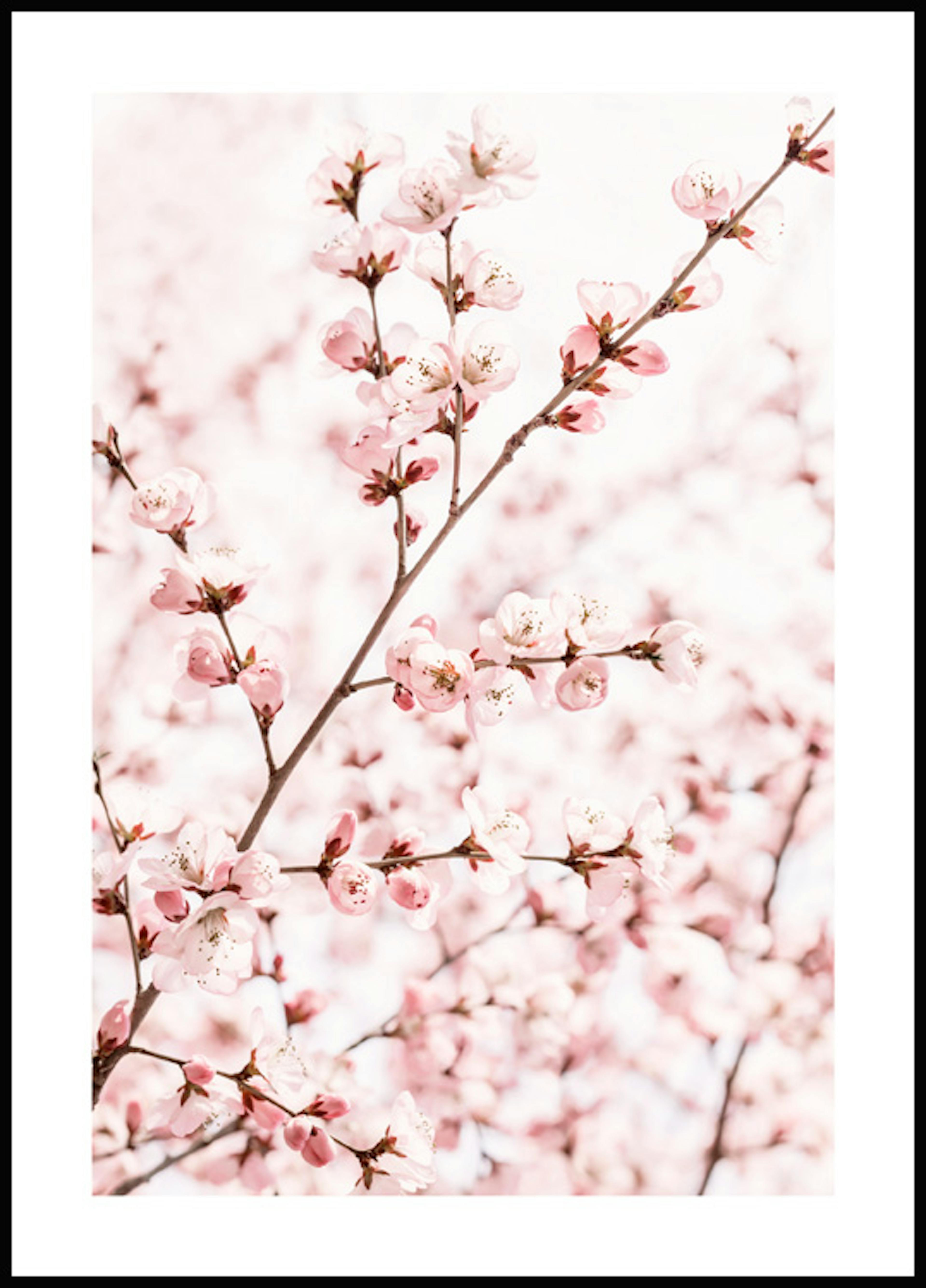 Pfirsichblüte Poster 0