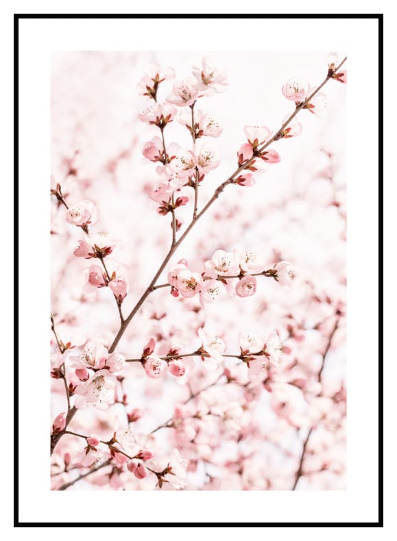 Plakat Kwiat Brzoskwini (21x30 cm) - Poster Store