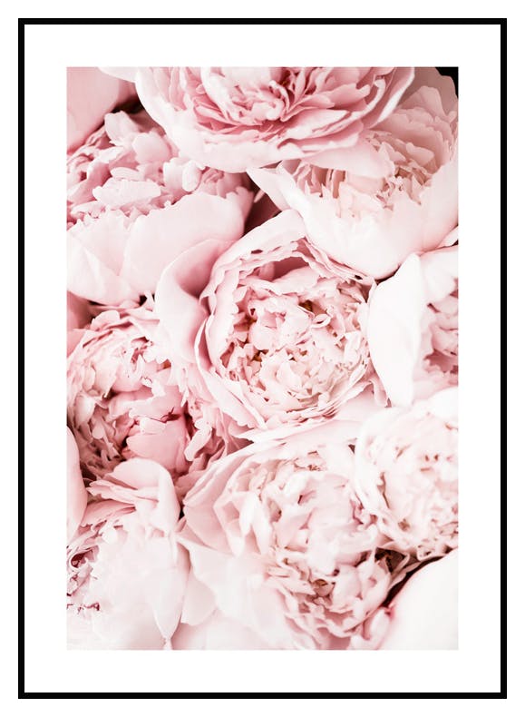 Lichtroze Pioenrozen Poster (30x40 cm) - Poster Store