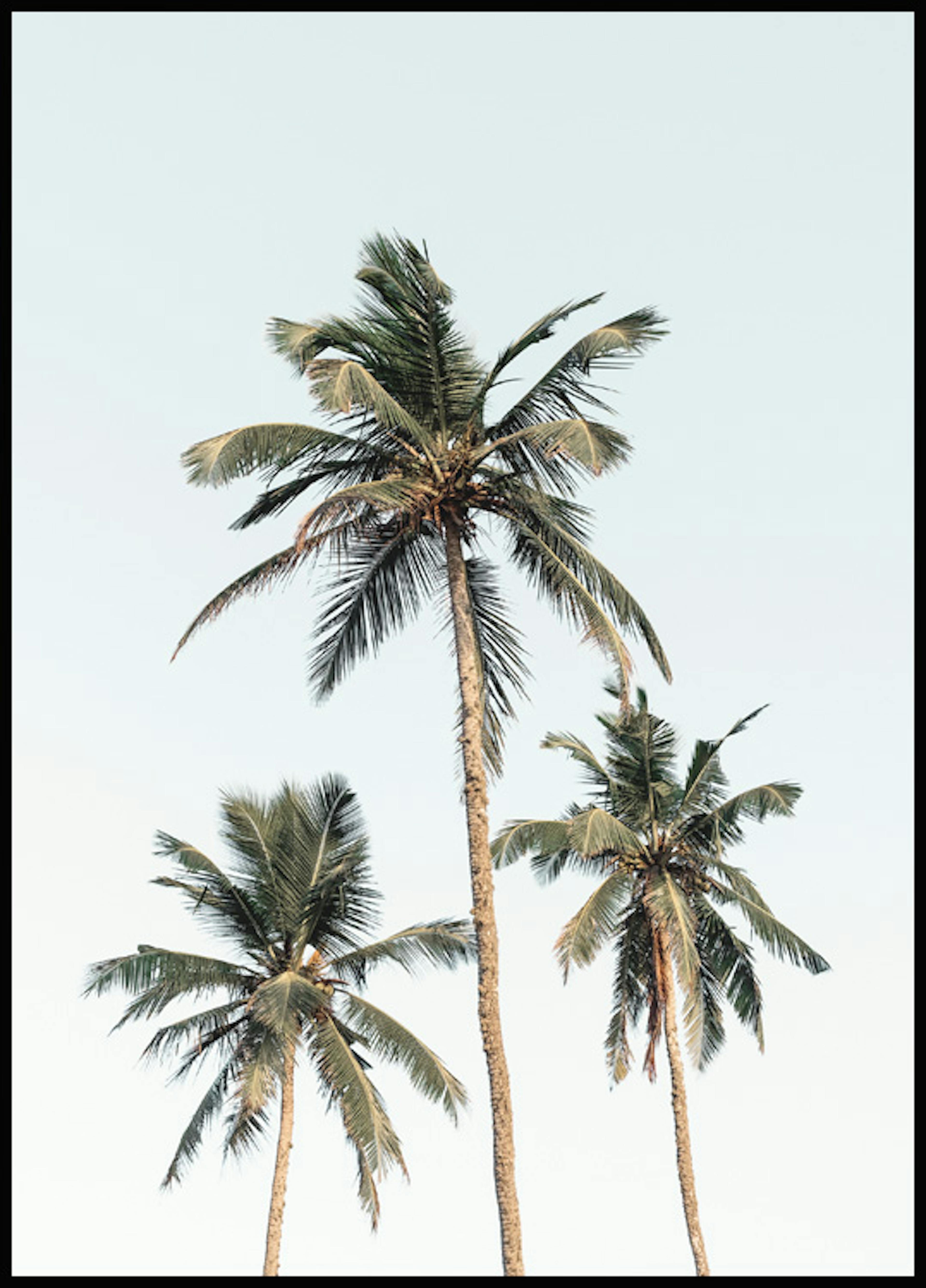 Palm Sky Poster 0