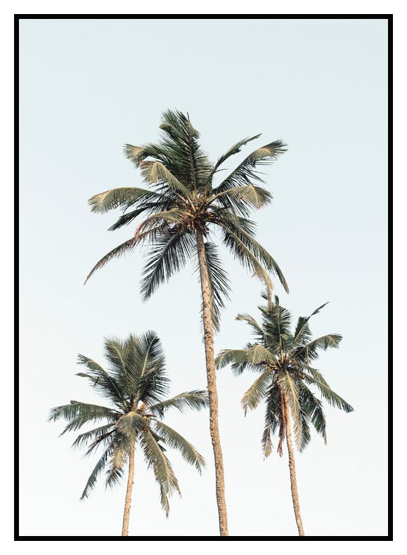 Ciel Palmiers Poster (21x30 cm) - Poster Store