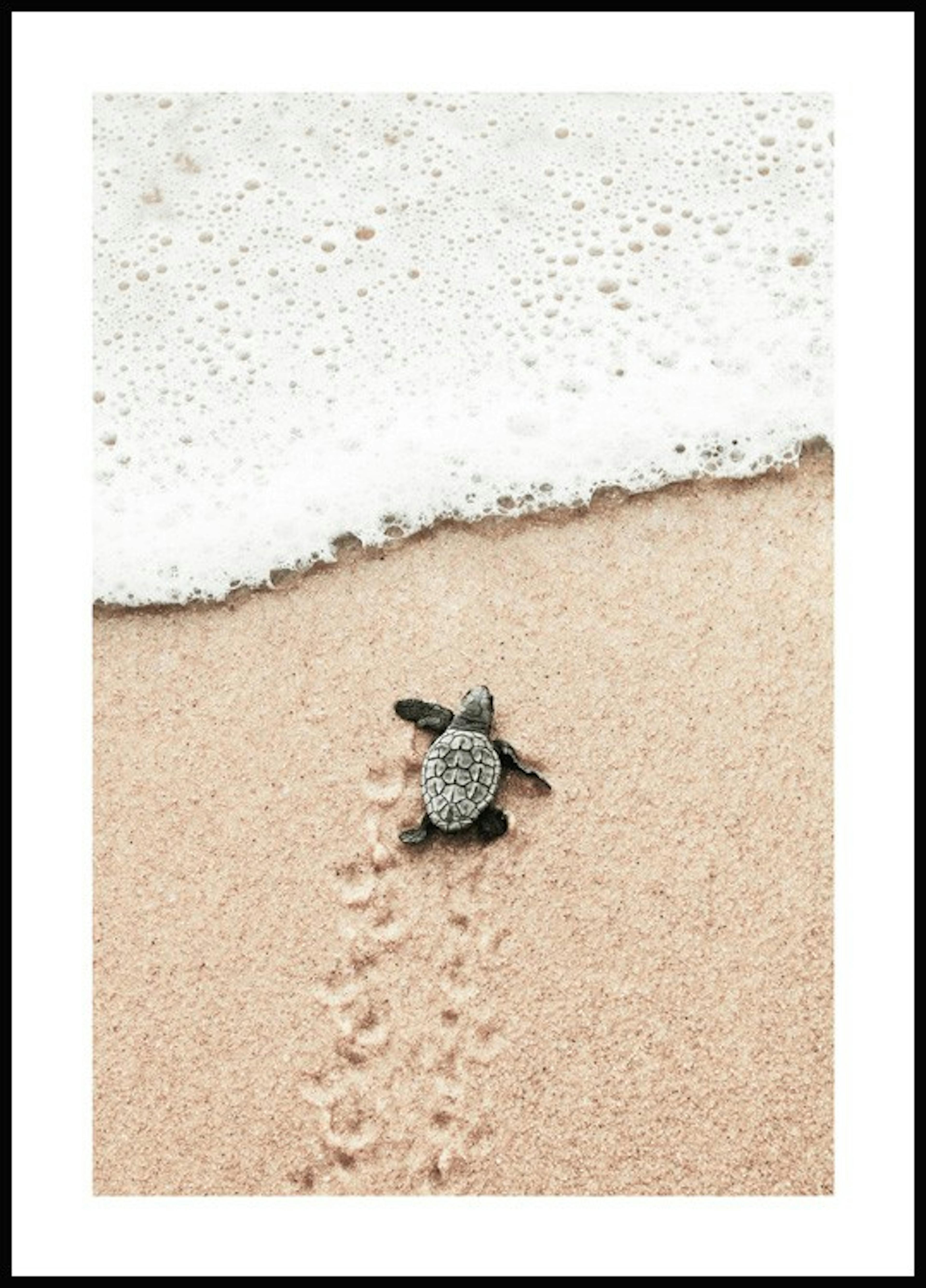 Small Beach Turtle Poster 0