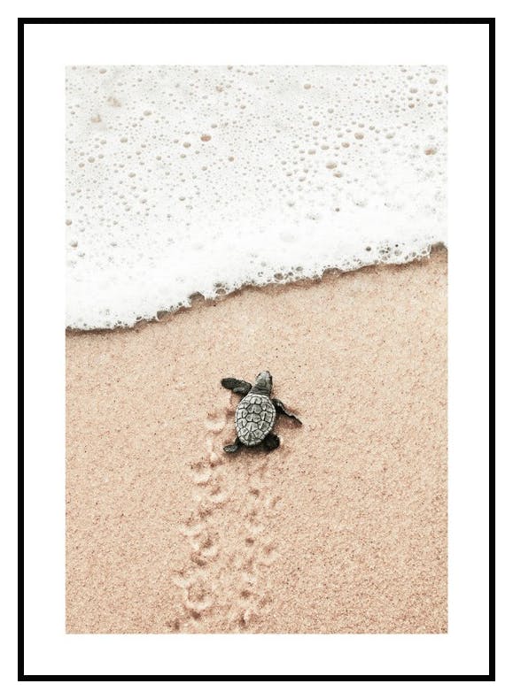 Small Beach Turtle Poster (40x50 cm) - Poster Store